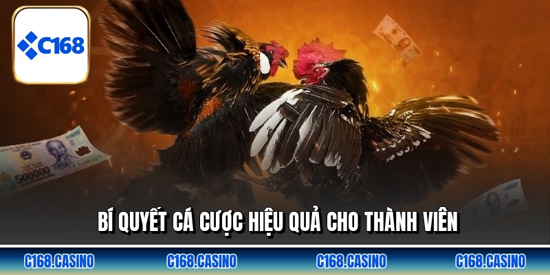 Bí quyết cá cược hiệu quả cho thành viên